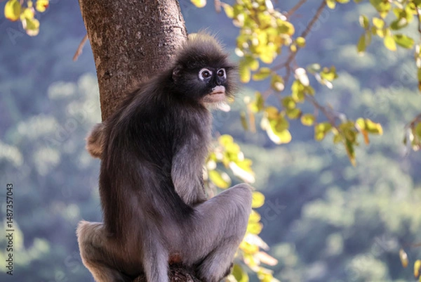 Obraz Funny Dusky leaf monkey, spectacled langur sits on a tree, surveying the surroundings