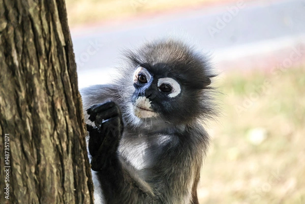 Obraz Portrait of Dusky leaf monkey, spectacled langur getting food from tree bark