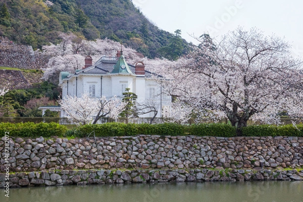Obraz 久松公園の満開の桜 鳥取県 久松公園