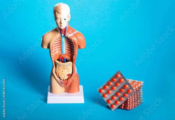 Fototapeta Stack of red pills on blue background and human model. Concept of treatment of gastrointestinal diseases, probiotics and laxatives. Copy space for text