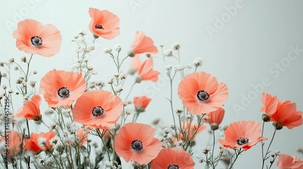 Fototapeta Coral-Toned Flowers Posed Against Minimal White Background
