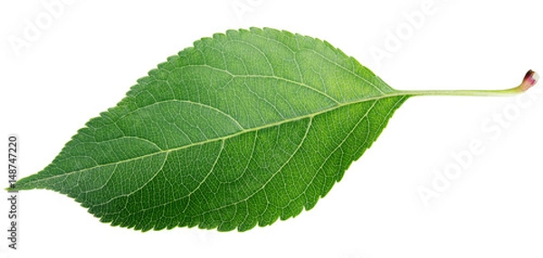 Obraz Green apple leaf isolated on white background