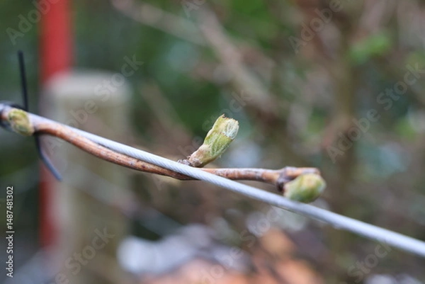 Fototapeta Young shoots of grape vine in spring