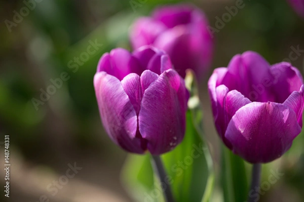 Obraz Beautiful purple tulips in nature