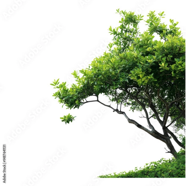 Fototapeta A lush green tree with vibrant foliage gracefully extends its branches against the backdrop of the sky