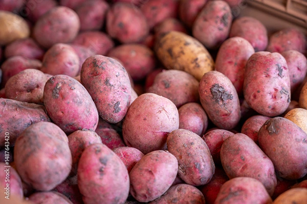 Fototapeta A pile of red potatoes with some brown spots on them. The potatoes are dirty and appear to be old