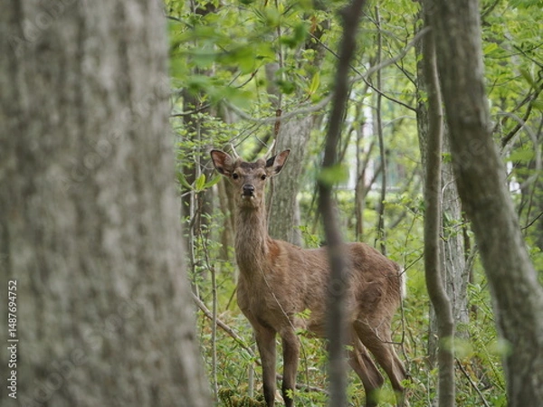 Fototapeta 角の生えた雄のエゾシカ