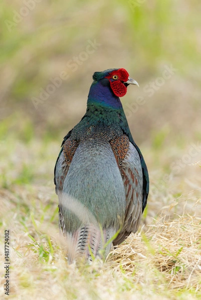 Obraz 背中を見せるキジの雄