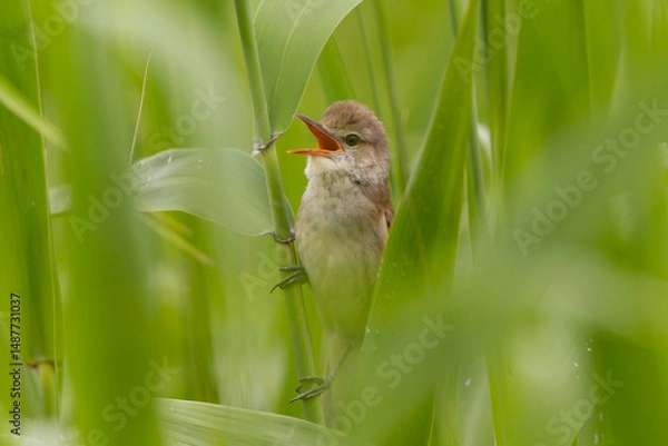 Obraz 草を登りながら鳴くオオヨシキリ