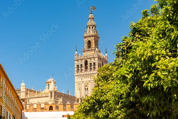 Fototapeta Giralda tower of Seville cathedral and courtyard of orange trees, Spain