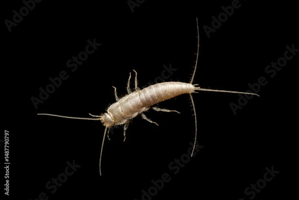 Fototapeta Closeup silverfish (house pest bug) on dark background