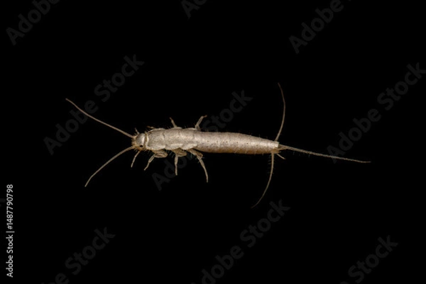 Fototapeta Closeup lateral view silverfish (house pest bug) on dark background