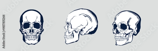 Fototapeta A set of vector stickers with hand-drawn human skulls. Drawn with dark abstract lines on a white background, vector skulls will add a touch of grunge to any project.