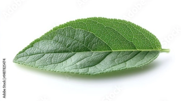 Fototapeta Single Green Leaf Close-Up Photography