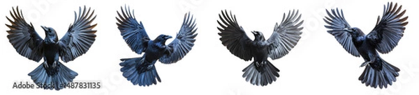 Fototapeta Four Ravens Flying Upward with Spread Wings in a Row, Transparent Background