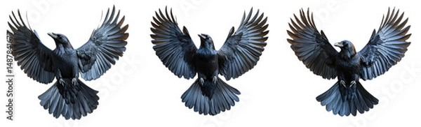 Fototapeta Three Isolated Crows in Flight with Spread Wings on Transparent Background