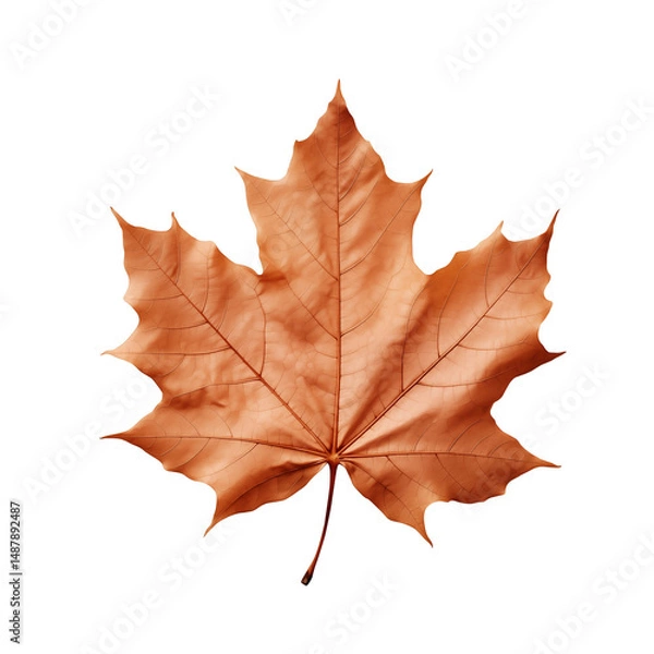 Obraz maple leaf autumn colors