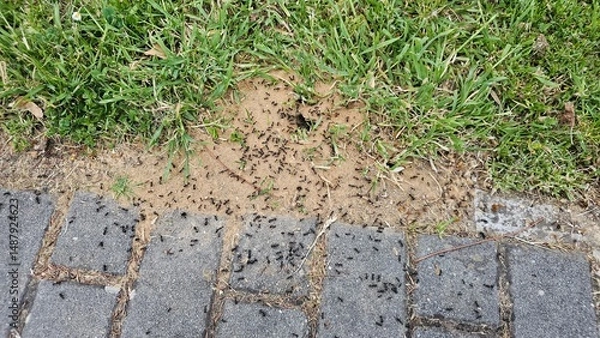 Obraz Ants swarming around nest entrance on sand between grass and pavement