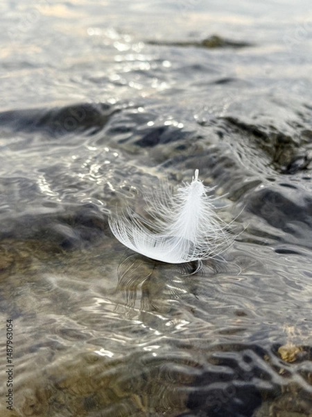 Fototapeta Single white feather floating on rippling water surface