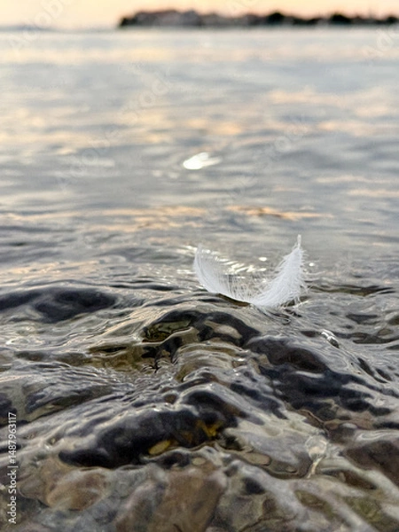 Fototapeta White feather floating on rippling water surface at sunset