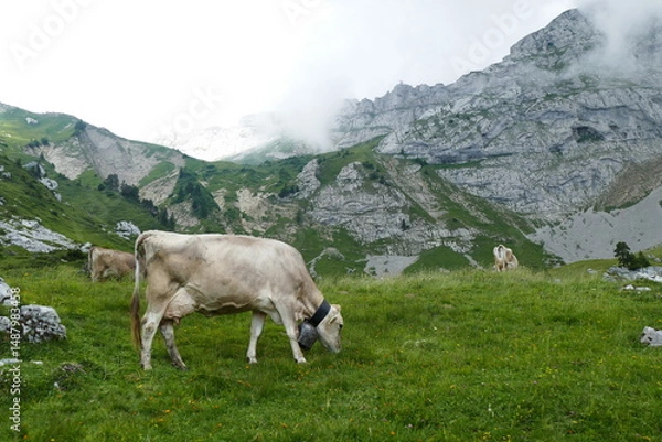 Obraz cows in the mountains