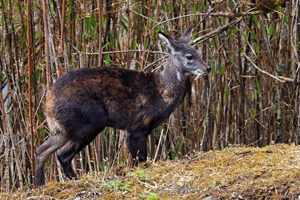 Obraz A Moschus leucogaster, commonly known as the Himalayan Musk Deer, captured within the pristine Pangolakha Wildlife Sanctuary in Sikkim, India.