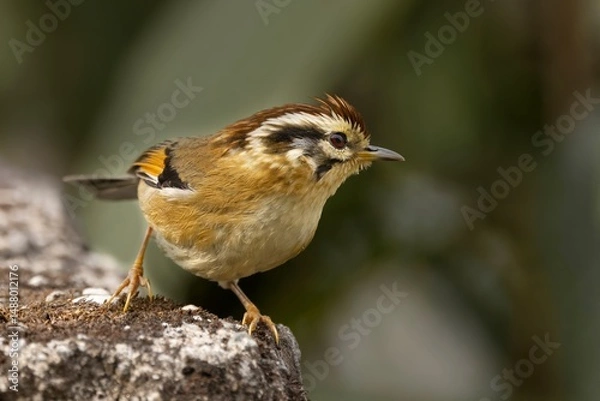 Obraz A captured image of the Hoary-throated Barwing (Actinodura nipalensis) in its natural habitat, Sikkim, India.