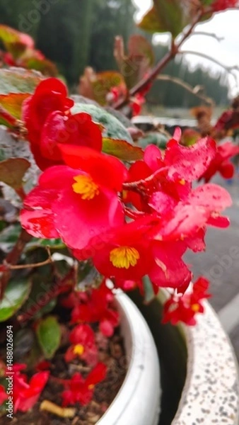 Fototapeta Red begonia flower closeup with dew macro nature bloom plant.
