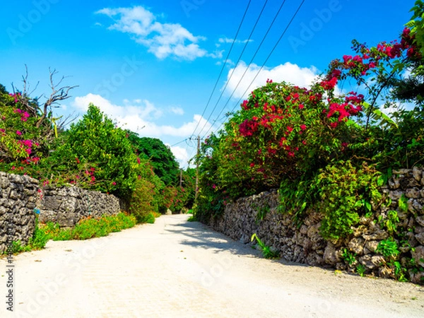 Obraz ブーゲンビリアの咲く竹富島（沖縄県竹富町）