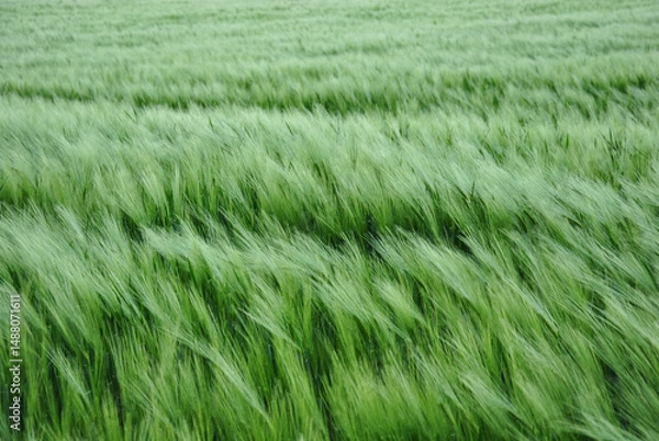 Fototapeta green wheat field with young ears of wheat background. selective focus