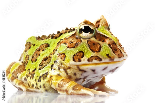Fototapeta Horned Frog