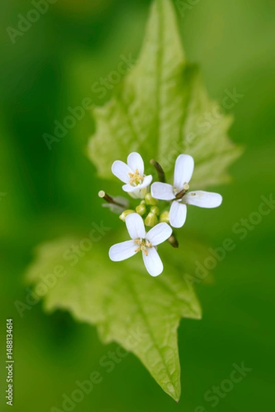 Obraz Colorful spring plants on nature background