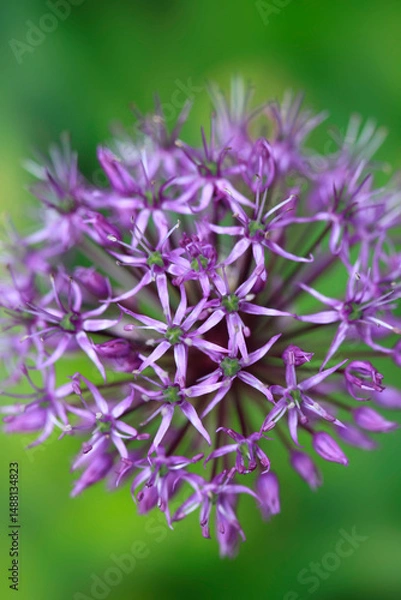 Obraz Violet flowers of wild garlic