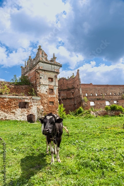 Fototapeta  A cow grazes near the ancient tower of Stare Selo Castle, a 15th17th century architectural monument, in the village of Stare Selo, Lviv region, Ukraine