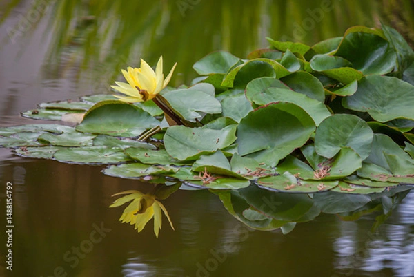 Fototapeta A soft yellow water lily floats on a tranquil pond, surrounded by lush green lily pads.
