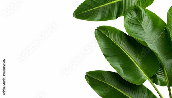 Fototapeta Tropical Leaves Border: Lush, vibrant tropical leaves create a vibrant, natural border against a clean white background. Perfect for adding a touch of exotic beauty to any design.