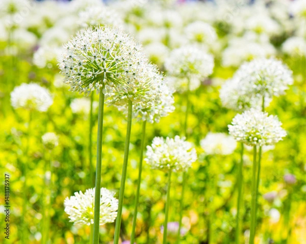 Fototapeta Allium (Mount Everest) in sunny spring day