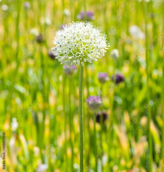 Obraz Allium (Mount Everest) in sunny spring day