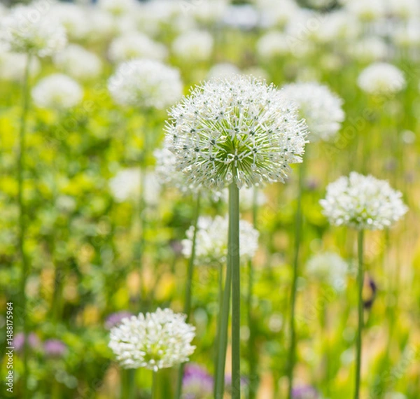 Obraz Allium (Mount Everest) in sunny spring day