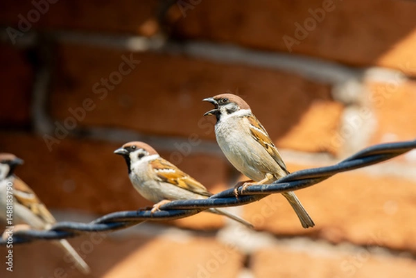Fototapeta Feldsperlinge sitzen und singen auf einem Draht vor einer Backsteinmauer im Sonnenlicht - Passer montanus