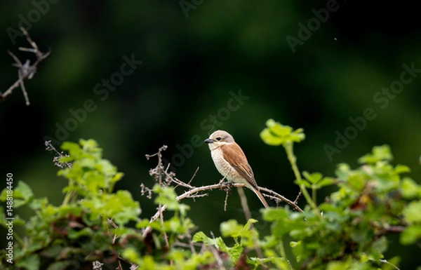 Fototapeta Neuntöter Weibchen Nahaufnahme auf dornigem Ast im Busch sitzend vor dunkelgrünem Hintergrund - Lanius collurio