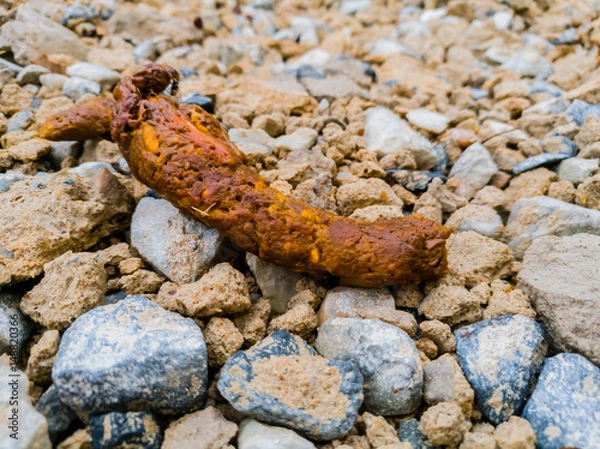 Fototapeta Dog feces, Dog stool on the beach, Gravel on beach, stone background on beach, Gravel on the rain background