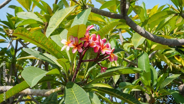 Fototapeta Beautiful inflorescences of red plumeria in dense foliage of a tree