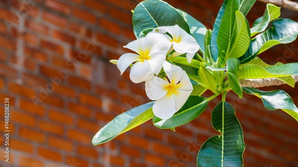 Fototapeta Beautiful inflorescences of white plumeria in dense foliage of a tree