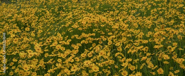 Fototapeta field of yellow flowers. Field of coreopsis lanceolata flowers in full screen