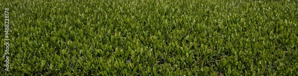 Fototapeta Panoramic image of green tea leaves. Full screen background image