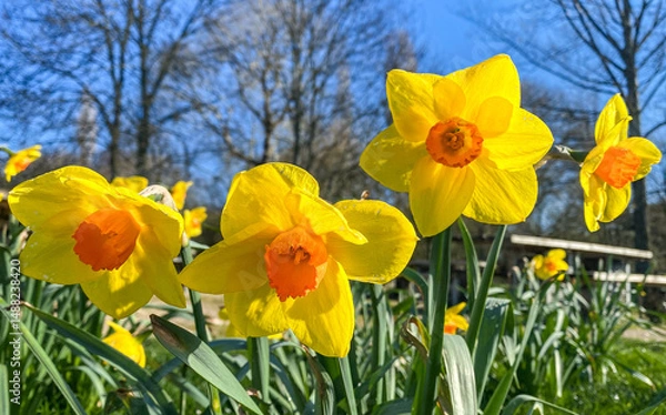Fototapeta Narcissi daffodils with yellow petals and orange centre on a bright, sunny March spring day with blue skies. Single petalled narcissi variety. In a UK English parkland setting.