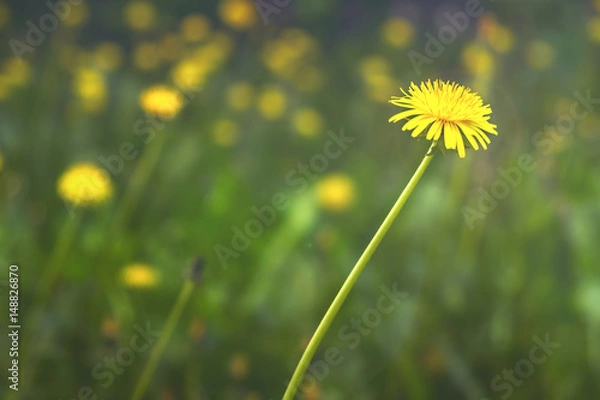 Obraz Dandelion in meadow