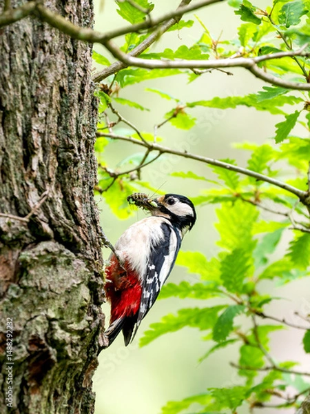 Fototapeta Buntspecht (Dendrocopos major)