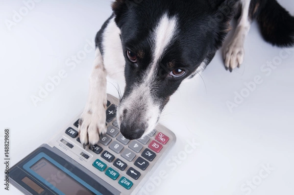 Fototapeta Lying portrait of dog with calculator